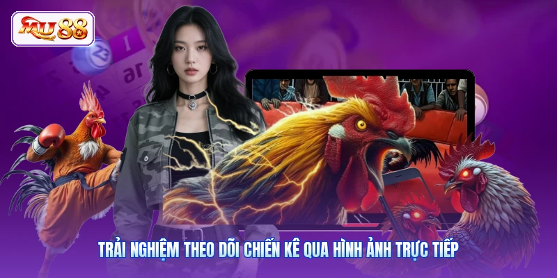 Trải nghiệm theo dõi chiến kê qua hình ảnh trực tiếp